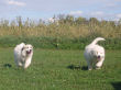 Great Pyrenees puppies.