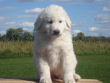 Great Pyrenees puppies.