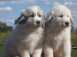 Great Pyrenees puppies.