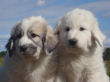 Great Pyrenees puppies.