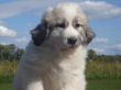 Great Pyrenees puppies.