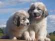 Great Pyrenees puppies.