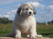 Great Pyrenees puppies.