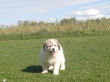 Great Pyrenees puppies.