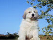 Baron and Molly Brown's pups born August 15th, 2006.