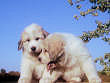 Baron and Molly Brown's pups born August 15th, 2006.