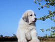 Baron and Molly Brown's pups born August 15th, 2006.