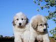 Baron and Molly Brown's pups born August 15th, 2006.