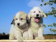 Baron and Molly Brown's pups born August 15th, 2006.