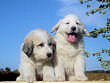 Baron and Molly Brown's pups born August 15th, 2006.