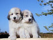 Baron and Molly Brown's pups born August 15th, 2006.