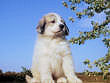 Baron and Molly Brown's pups born August 15th, 2006.