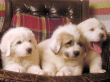 Jossie and Ashers Great Pyrenees pups born Sep 9, 2006