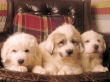 Jossie and Ashers Great Pyrenees pups born Sep 9, 2006