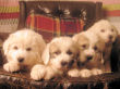 Jossie and Ashers Great Pyrenees pups born Sep 9, 2006