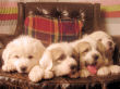 Jossie and Ashers Great Pyrenees pups born Sep 9, 2006