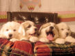 Jossie and Ashers Great Pyrenees pups born Sep 9, 2006