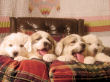 Jossie and Ashers Great Pyrenees pups born Sep 9, 2006