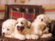 Jossie and Ashers Great Pyrenees pups born Sep 9, 2006