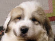 Jossie and Ashers Great Pyrenees pups born Sep 9, 2006