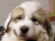 Jossie and Ashers Great Pyrenees pups born Sep 9, 2006