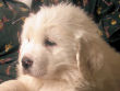 Jossie and Ashers Great Pyrenees pups born Sep 9, 2006