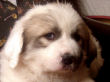 Jossie and Ashers Great Pyrenees pups born Sep 9, 2006