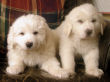 Jossie and Ashers Great Pyrenees pups born Sep 9, 2006