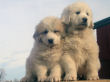 Great Pyrenees pups from Jessie and Baron.