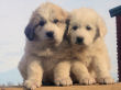 Great Pyrenees pups from Jessie and Baron.