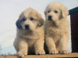 Great Pyrenees pups from Jessie and Baron.