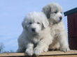 Great Pyrenees pups from Jessie and Baron.