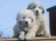 Great Pyrenees pups from Jessie and Baron.