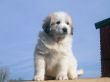 Great Pyrenees pups from Jessie and Baron.