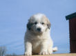 Great Pyrenees pups from Jessie and Baron.