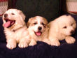 Shiloh and Asher's pups born December 25th, 2006.