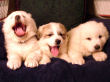 Shiloh and Asher's pups born December 25th, 2006.