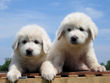 Bella and Asher's Great Pyrenees pups born April 1, 2007.