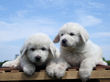 Bella and Asher's Great Pyrenees pups born April 1, 2007.