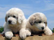 Bella and Asher's Great Pyrenees pups born April 1, 2007.