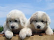 Bella and Asher's Great Pyrenees pups born April 1, 2007.