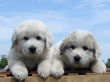 Bella and Asher's Great Pyrenees pups born April 1, 2007.