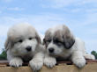 Bella and Asher's Great Pyrenees pups born April 1, 2007.