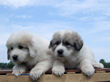 Bella and Asher's Great Pyrenees pups born April 1, 2007.