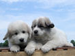 Bella and Asher's Great Pyrenees pups born April 1, 2007.
