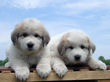 Bella and Asher's Great Pyrenees pups born April 1, 2007.