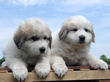 Bella and Asher's Great Pyrenees pups born April 1, 2007.