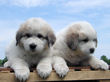 Bella and Asher's Great Pyrenees pups born April 1, 2007.