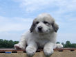 Josie and Asher's Great Pyrenees pups born April 4,2007.