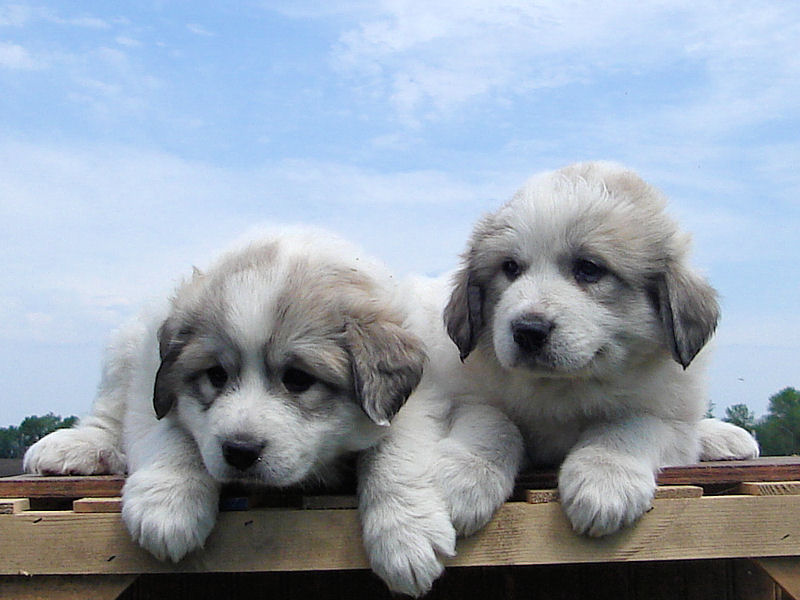 great pyrenees newborn puppies